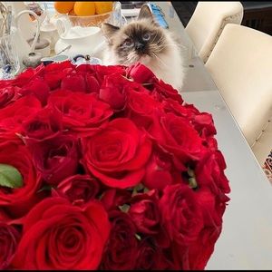 Adore our cat!!!